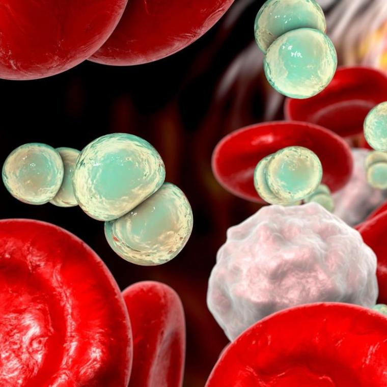 Die Forschungsergebnisse könnten bei der Entwicklung neuartiger Therapien...